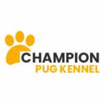 Champion Pug Kennels Profile Picture